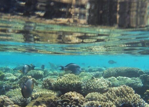 Snorkeling Trip At Sataya dolphin Reef