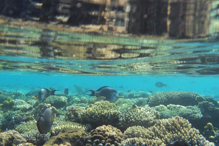 Snorkeling Trip At Sataya dolphin Reef