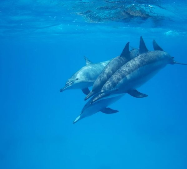 Dolphin House Hurghada